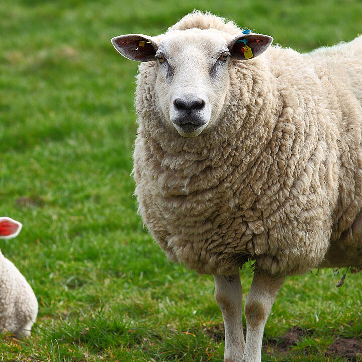 Schafskäse ist durch seine vielen verschiedenen Sorten sehr vielseitig genießbar
