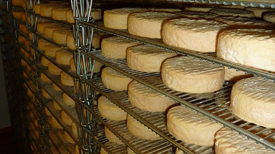 Berthaut Epoisses Reifung Berthaut Epoisses Reifung
