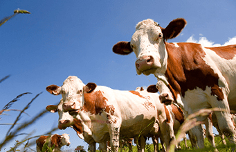 Typisch französische Idylle – Blauer Himmel, grünes Gras und Kühe auf der Weide
