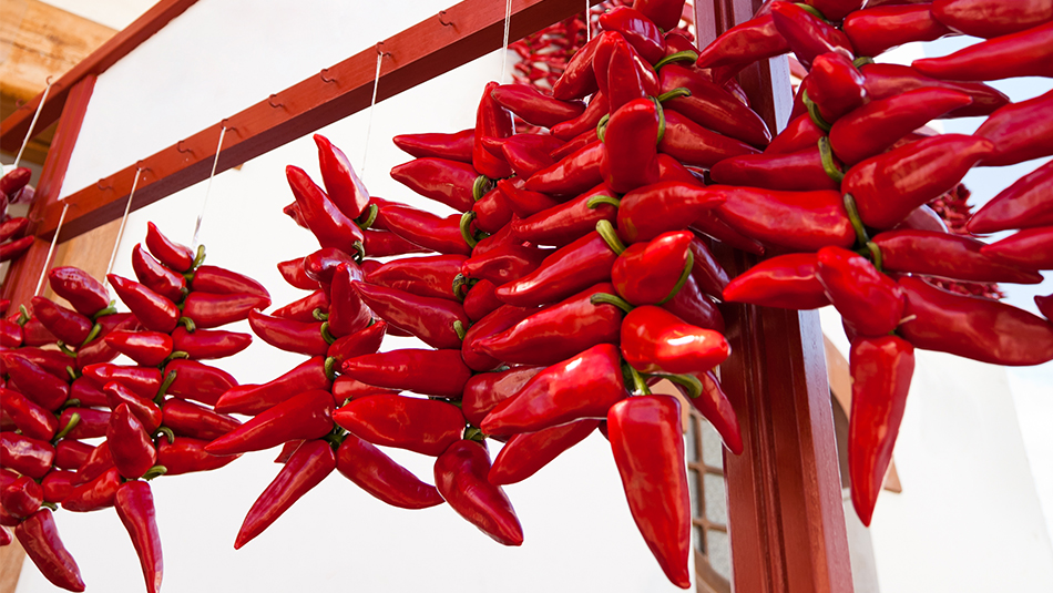 Chili-Schoten im dorf Tinajeros Chili-Schoten im dorf Tinajeros