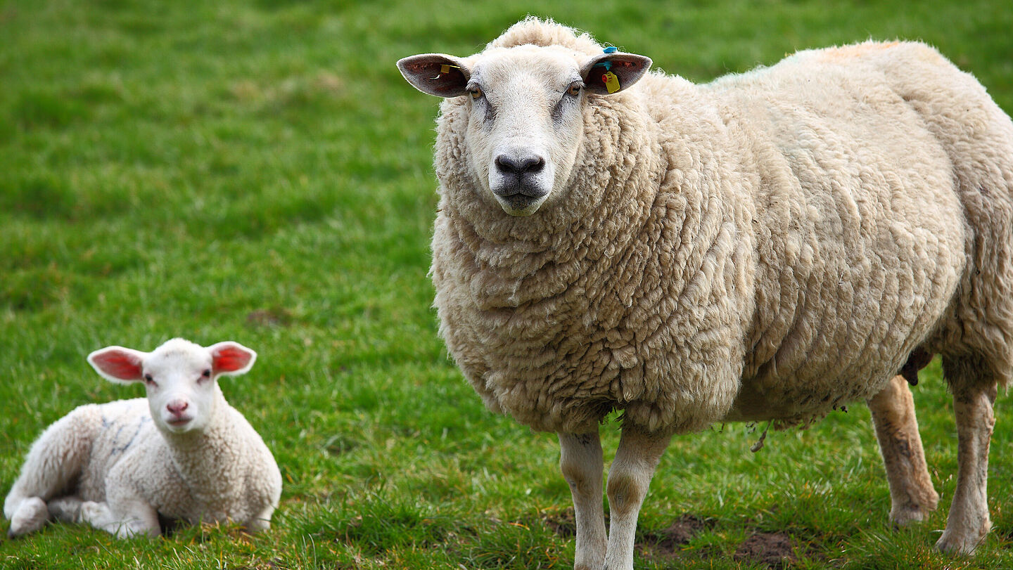 Schafskäse ist durch seine vielen verschiedenen Sorten sehr vielseitig genießbar