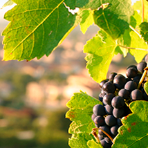 Chaumes Marke Herkunft Wein