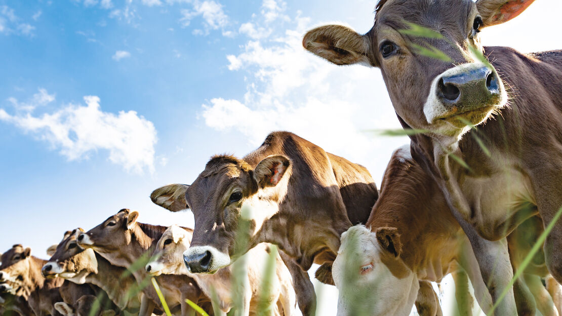 Naturnahe Fütterung der Kühe Naturnahe Fütterung der Kühe