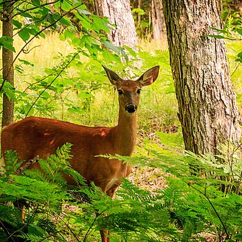 Hirsche im Wald von Rambouillet, Heimat von Rambol