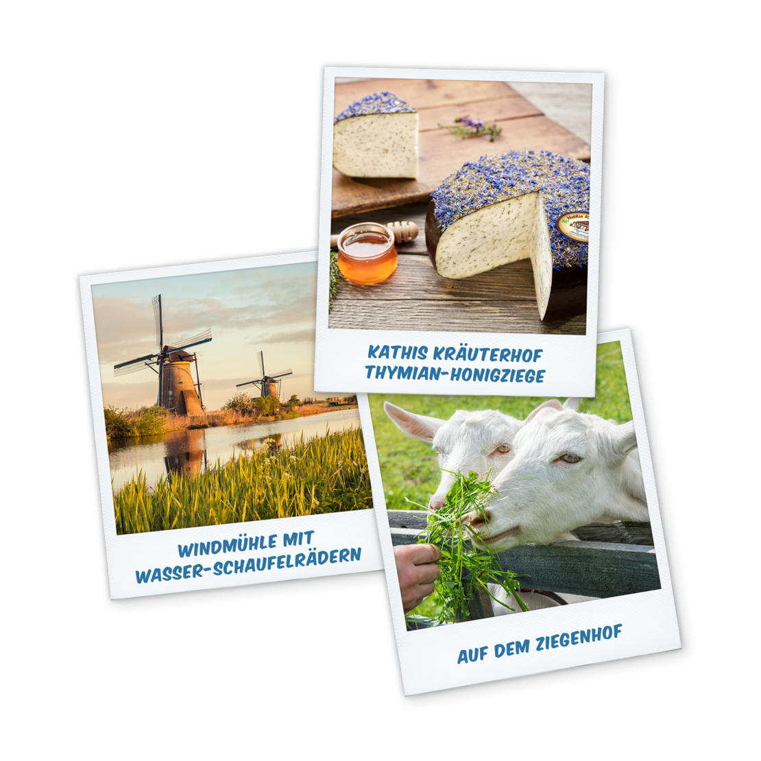 Käse-Genussreise durch Holland 