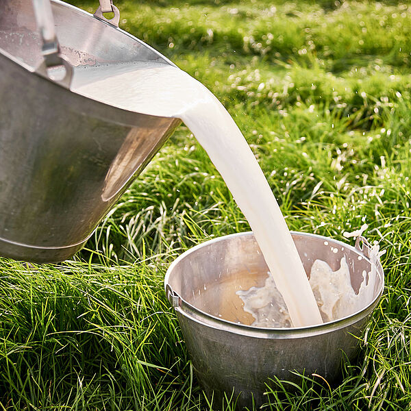 Frische Milch für die Cheddarherstellung