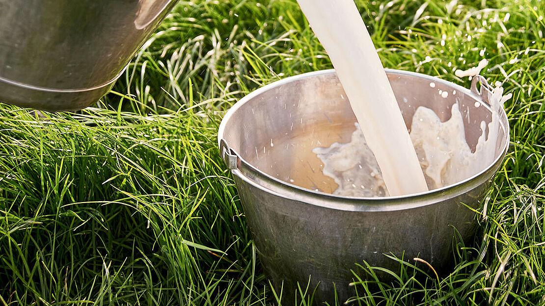 Frische Weidemilch in Eimern auf einer saftigen grünen Wiese