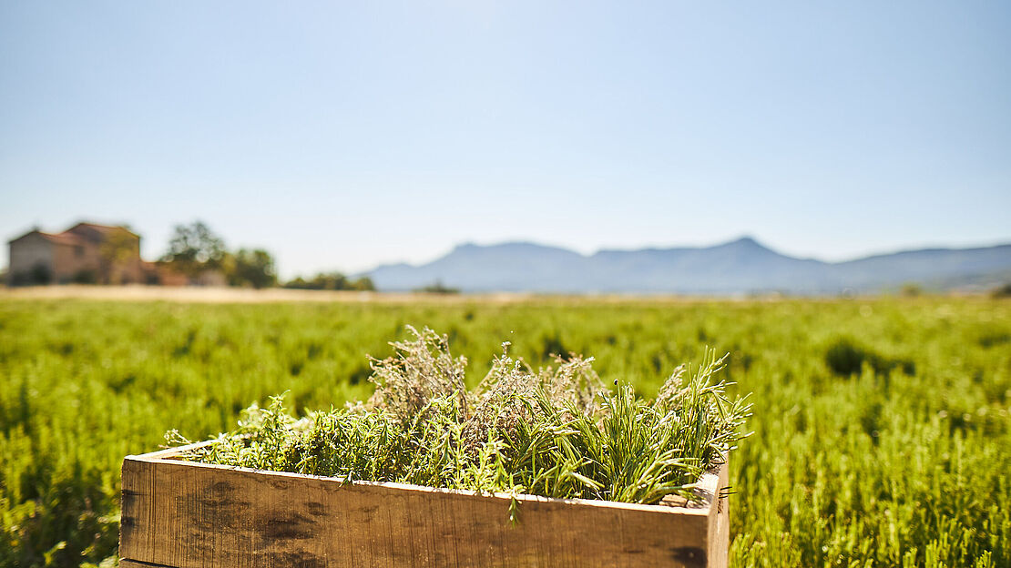 BRESSO Kräuterkiste auf dem Kräuterfeld in der Provence