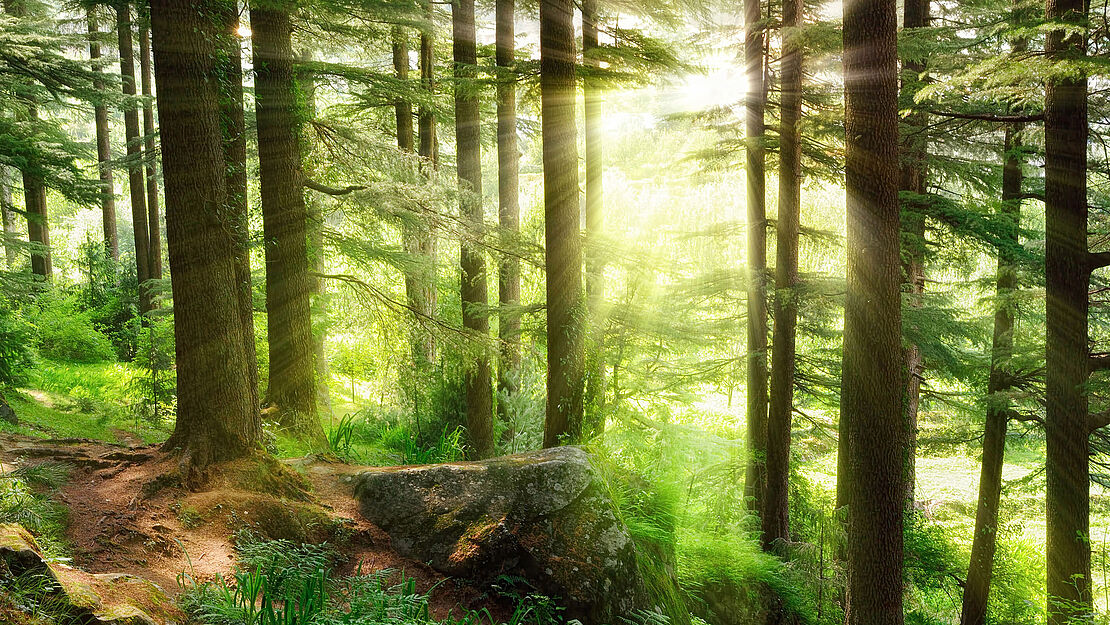 Lichtung im Wald 