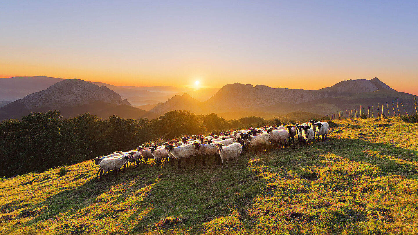 Schafherde in den Pyrenäen