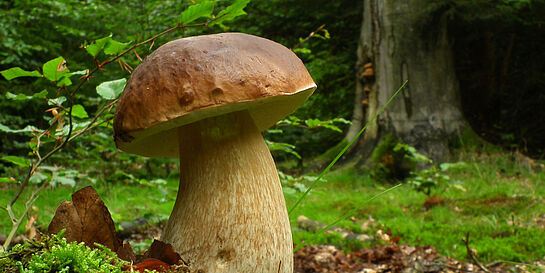 Riesen Steinpilz im Wald 