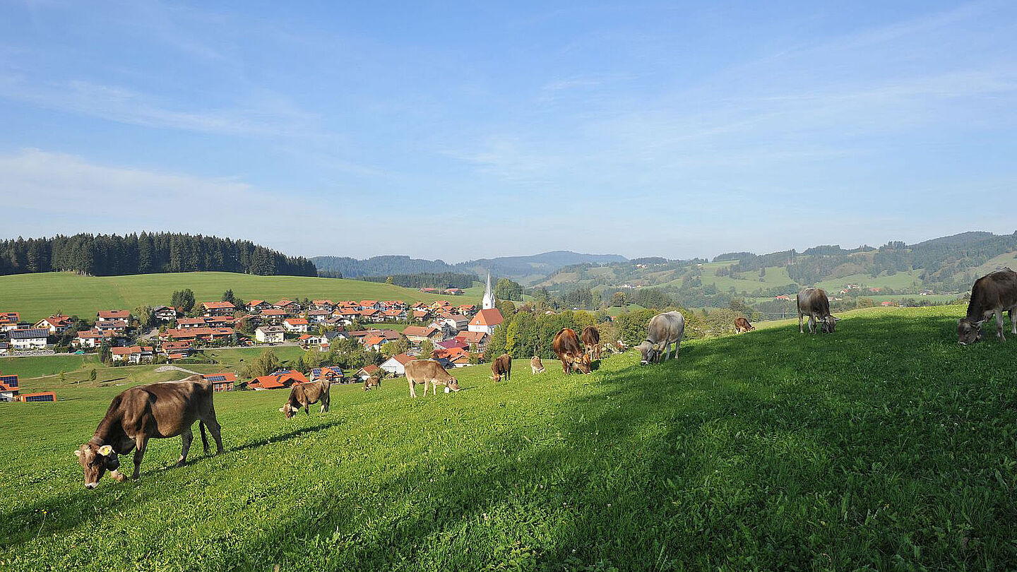 Milkana Kühe Wiese Landschaft Allgäu