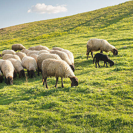 Manech-Schafe in den Pyrenäen