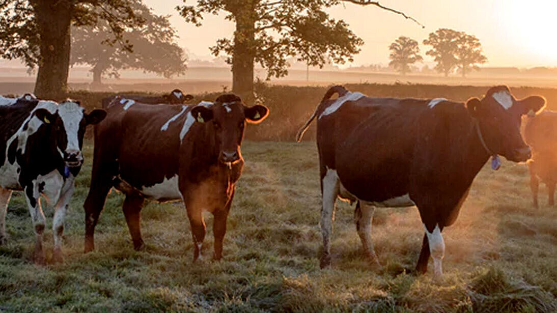 Regionale Zutaten wie die Milch unserer Kühe sind wichtig bei der Cheddar Herstellung