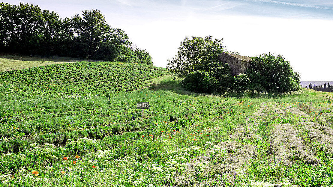 bresso pflanzlich kraeuterfeld provence