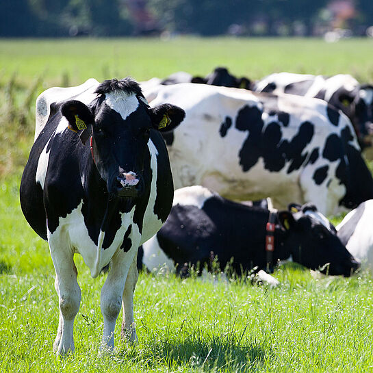 Milchkühe auf der Weide Kathis Kräuterhof 