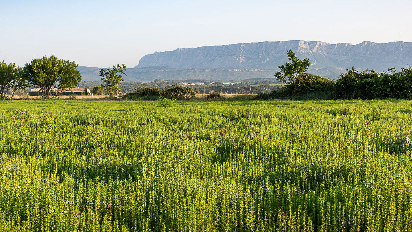 BRESSO Landschaft mit der St Victoire und Kräuterfeld